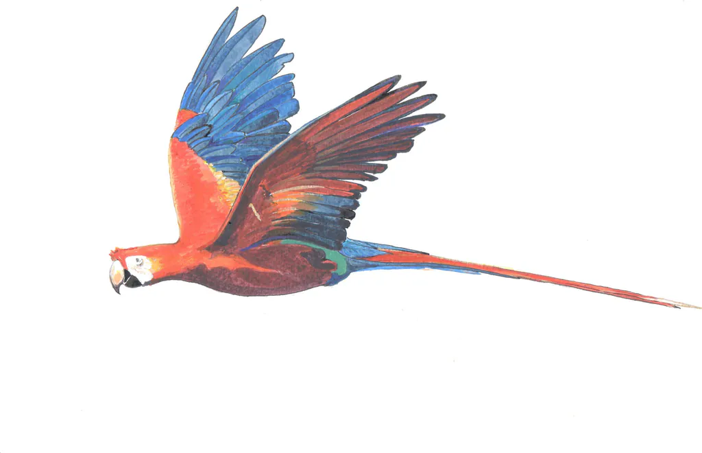 Watercolour and pencil illustration of a scarlet macaw in flight, wings raised and long tail streaming behind it.